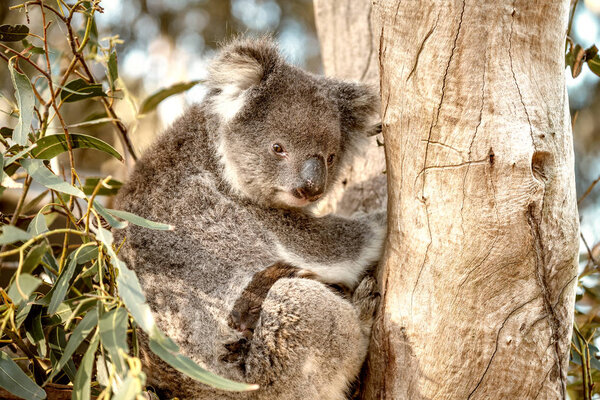 Koala on a tree, Australia