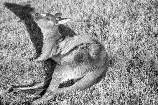 Canguru deitado na grama — Fotografia de Stock