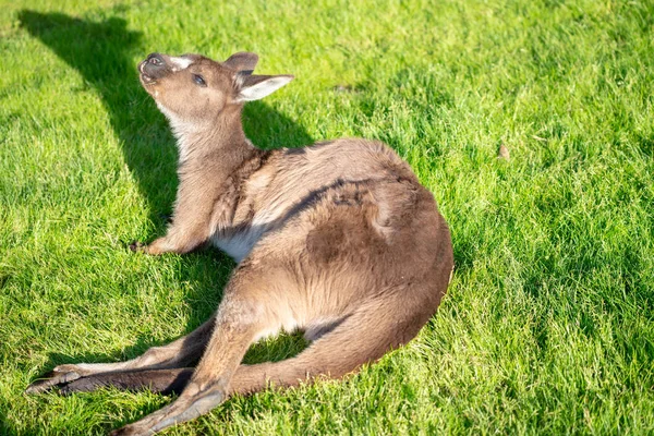 Känguru liegt im Gras — Stockfoto