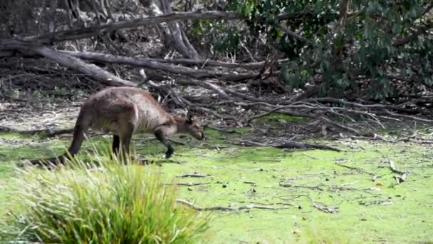 Schilderachtige Beelden Van Schattige Kleine Kangoeroe Groene Weide — Stockvideo