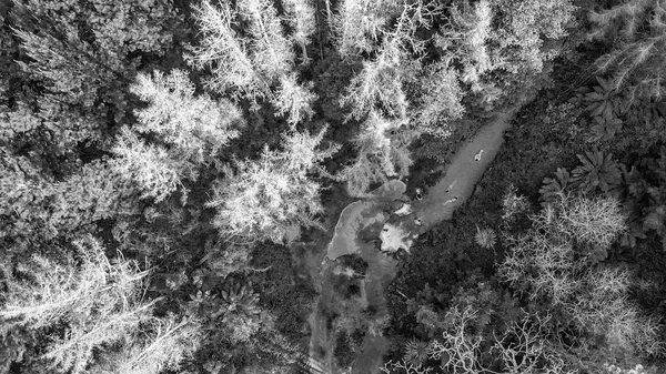 Naar beneden luchtfoto van kerosine Creek en omringende bos - — Stockfoto