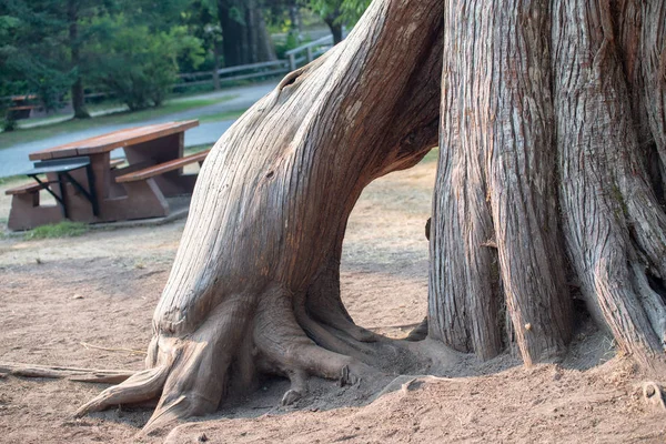 Большое дерево с гигантскими корнями — стоковое фото