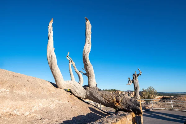 Голое дерево с видом на Брайс-Каньон — стоковое фото