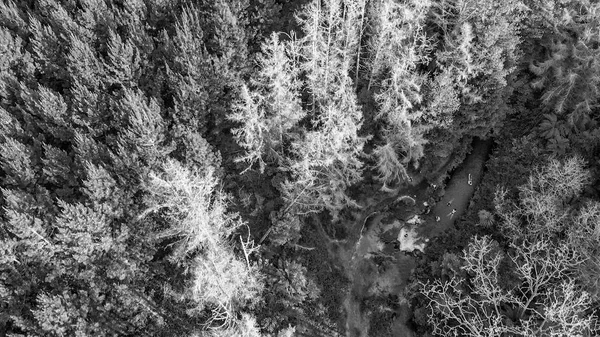 灯油クリークと周辺の森林の下方空中写真 - — ストック写真