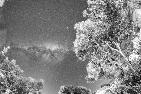 Amazing Milky Way above pine trees, Australia — Stock Photo, Image