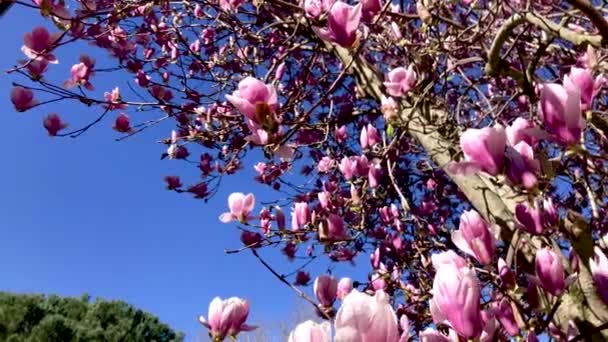 Close Scenic Footage Pink Blossoming Magnolia Flowers — Stock Video