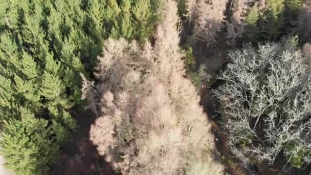 Imágenes Aéreas Kerosene Creek Bosque Circundante Nueva Zelanda — Vídeo de stock