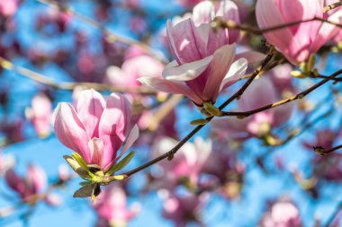 Manolya ağacı bahar sezonu bulutlu gökyüzü karşı