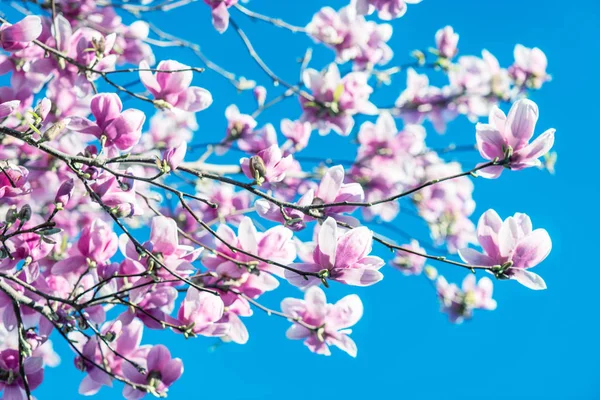 Magnolienblüten am klaren blauen Himmel im Frühling — Stockfoto