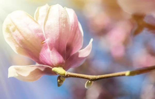 Magnolienbaum im Frühling mit blühenden Blüten — Stockfoto