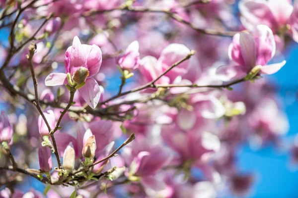 Κοντινό πλάνο του όμορφη magnolia με φόντο μπλε του ουρανού — Φωτογραφία Αρχείου