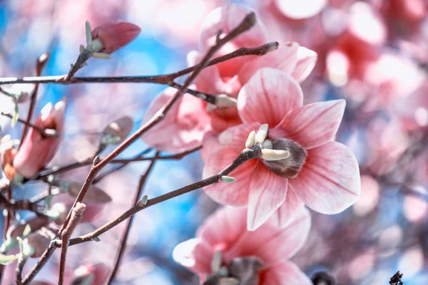 Nahaufnahme der schönen Magnolie mit blauem Himmel Hintergrund — Stockfoto