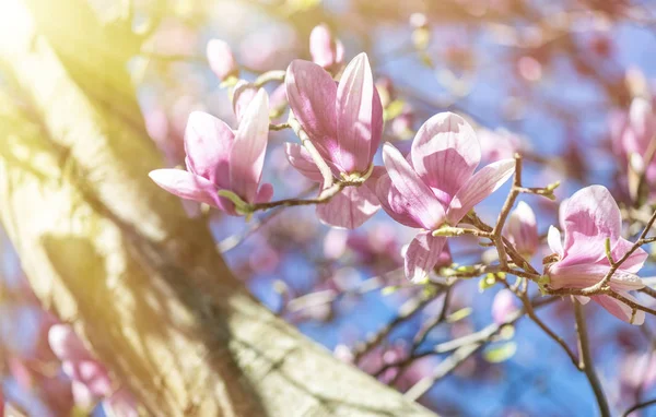 Magnolienblüten am klaren blauen Himmel im Frühling — Stockfoto