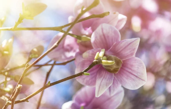 Nahaufnahme der schönen Magnolie mit blauem Himmel Hintergrund — Stockfoto