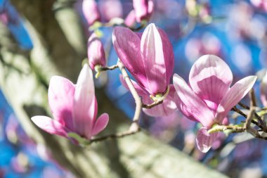 Mavi gökyüzü arka plan ile güzel Manolya closeup