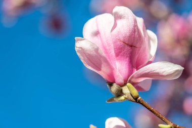 Bahar zamanı çiçek açan manolya ağacı.