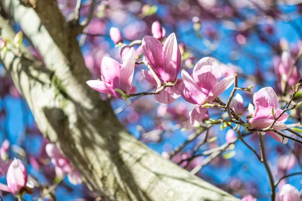 Magnólie květiny na jasné modré oblohy, v jarní — Stock fotografie