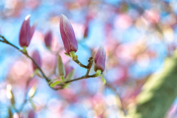 Květ Magnolie na větvi proti modré obloze v jarní sezóně — Stock fotografie