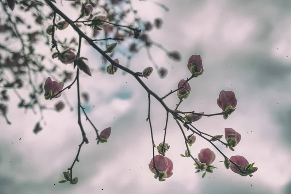 Magnolia árvore contra céu nublado na estação de primavera — Fotografia de Stock