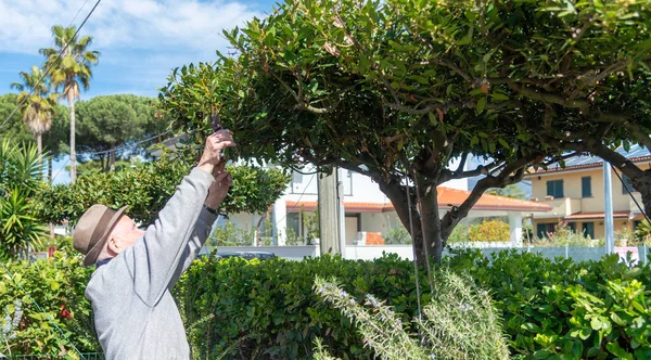 Elderly Man Cutting Tree Branches His Garden — Stock Photo, Image