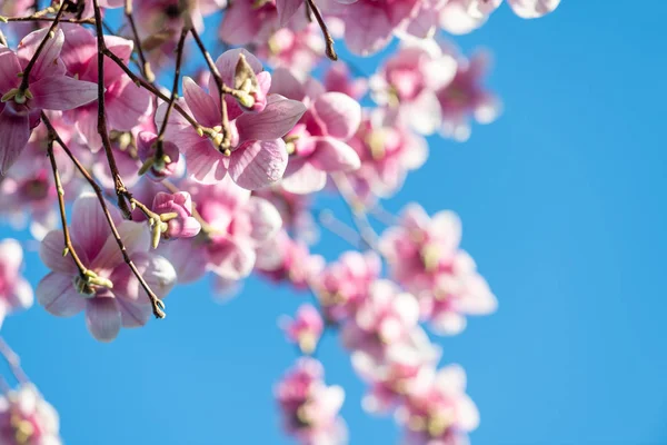 Magnolie strom proti zatažené obloze v jarní sezóně — Stock fotografie