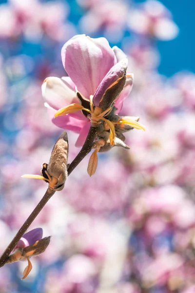 Magnolia bloemen op duidelijke blauwe hemel in de lente — Stockfoto