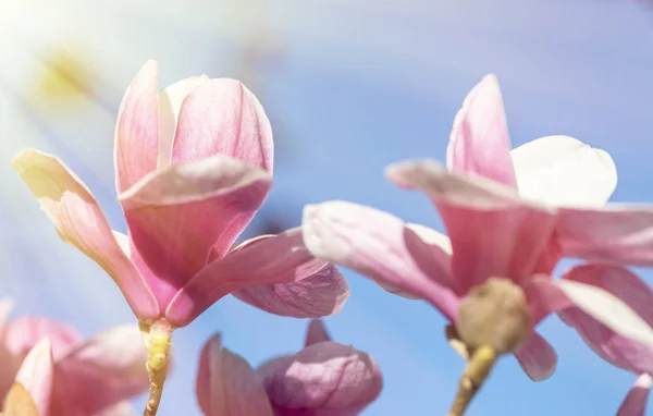 봄이 되면 꽃 이 만 발 한 마그 놀리아 나무 — 스톡 사진