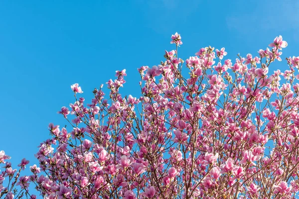 Magnolie strom proti zatažené obloze v jarní sezóně — Stock fotografie