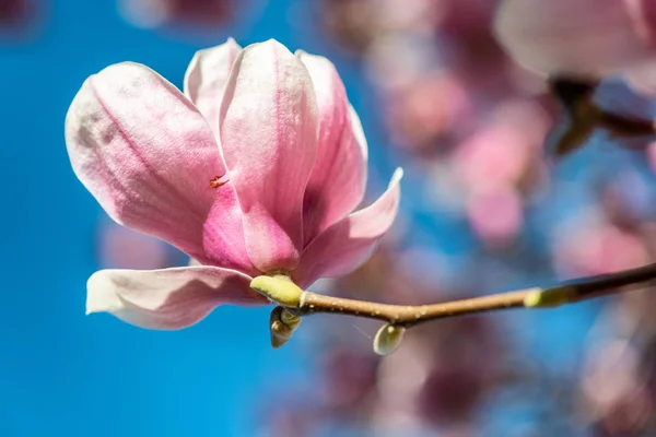 Árbol de magnolia en primavera con flores en flor — Foto de Stock