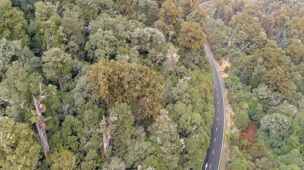 통가리로 국립 공원 숲 공중 보기, 뉴질랜드 — 스톡 사진