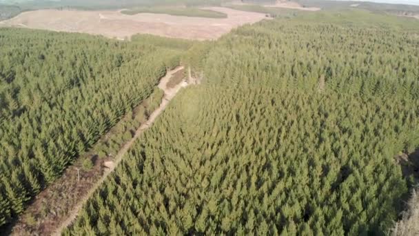 Luchtfoto Materiaal Van Kerosine Kreek Omliggend Bos Nieuw Zeeland — Stockvideo