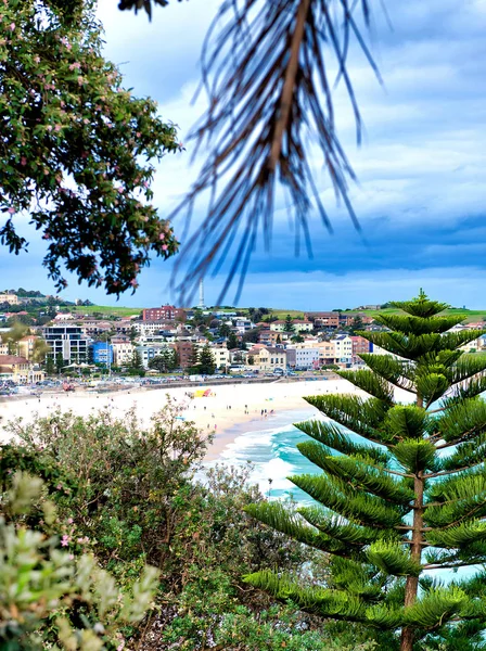 Domy Drzewa Wybrzeżu Bondi Beach Australia — Zdjęcie stockowe