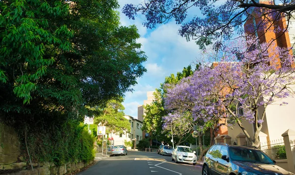 Sydney Novembro 2015 Uma Rua Suburbana Transformada Por Árvores Jacaranda — Fotografia de Stock