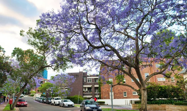 Sydney-november 6, 2015: en förorts gata förvandlas av J — Stockfoto