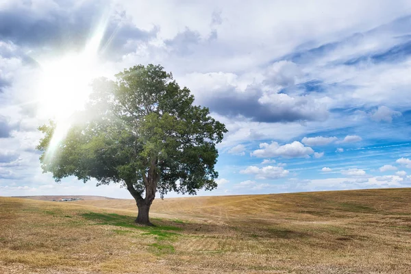 Die Bäume stehen in einer wunderschönen Landschaft. Sonnenstrahlen kommen — Stockfoto