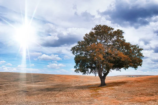 Isloated bomen op een prachtig landschap in de herfst. Zon licht r — Stockfoto