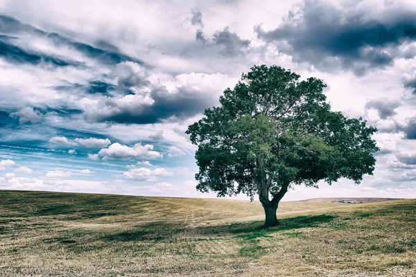 Árboles isleños en un hermoso campo — Foto de Stock