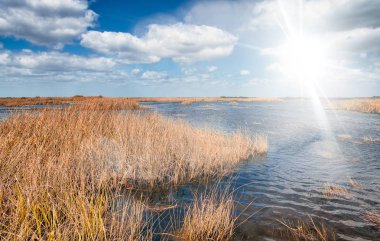 Güneşli bir günde Florida Everglades bataklıkları
