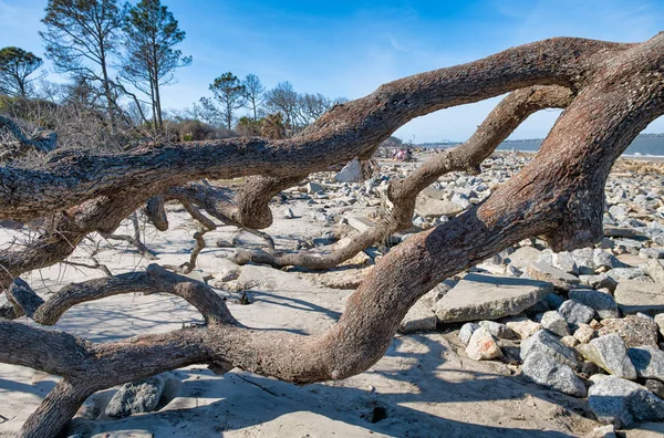 Tree trunk and branches on a beautiful beach — Stock Photo, Image