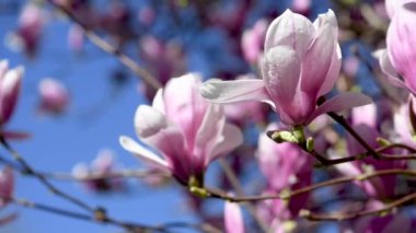 pembe çiçek açan manolya çiçek yakın çekim manzara görüntüleri