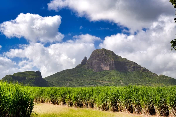 Mountains and sugar canes of Mauritius