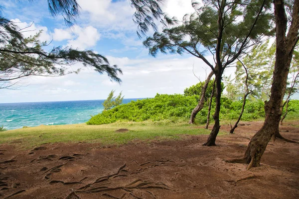Souillac pinewood in Mauritius Island — Stock Photo, Image