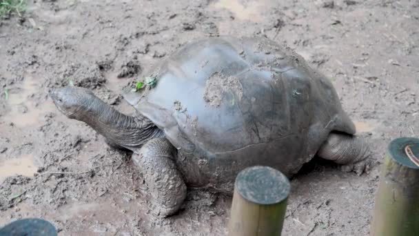 모래에 아름다운 거북이의 클로즈업 — 비디오