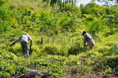Güneşli gökyüzü altında bir tarlasında işçiler