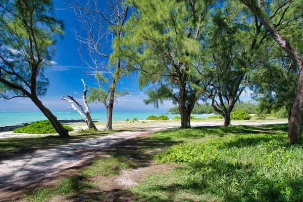 Krásná lesní stezka, Ile Aux Cerfs, Mauricius — Stock fotografie
