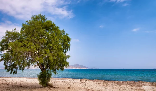 Elszigetelt fa a tengerparton egy gyönyörű kék ég — Stock Fotó