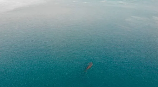 Vista aérea de ballenas, madre e hijo. Perspectiva aérea con — Foto de Stock