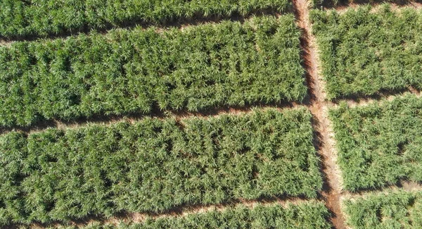 Campo de Mauricio - Vista aérea con prados Mt Rempart — Foto de Stock