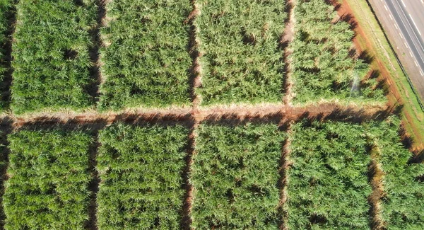 Cañas de azúcar prados aérea vista aérea — Foto de Stock