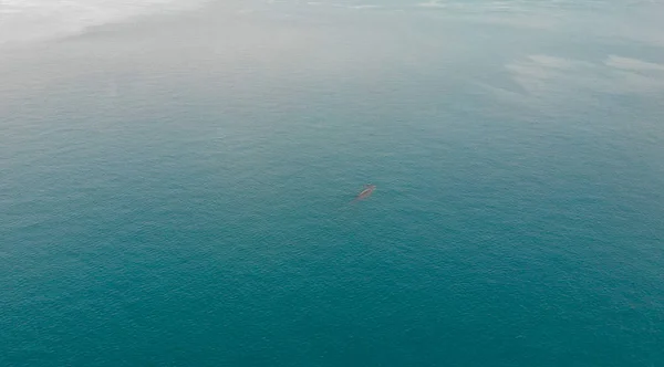 Vista aérea de Baleias, mãe e filho. Perspectiva geral com — Fotografia de Stock
